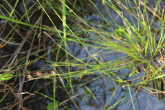 Rhynchospora perrieri