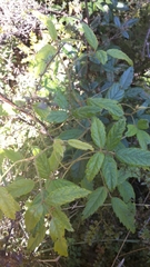 Rubus schmidelioides schmidelioides
