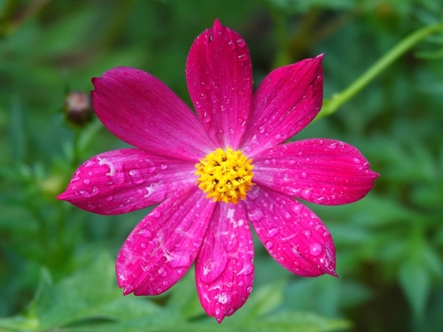 Cosmos caudatus observed 2026-10-04