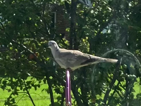 Eurasian Collared-Dove