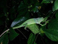 Bronchocela jubata