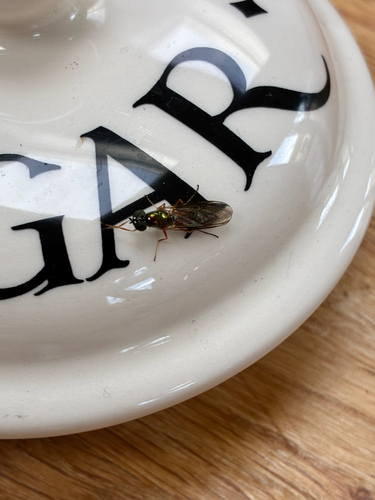 Twin-Spot Centurion Fly