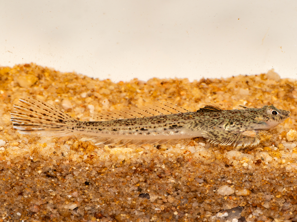 Callionymus schaapii