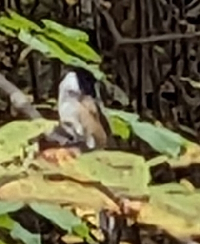 Black-capped Chickadee