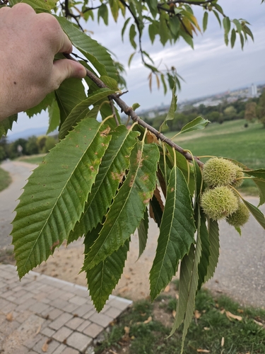 Sweet Chestnut