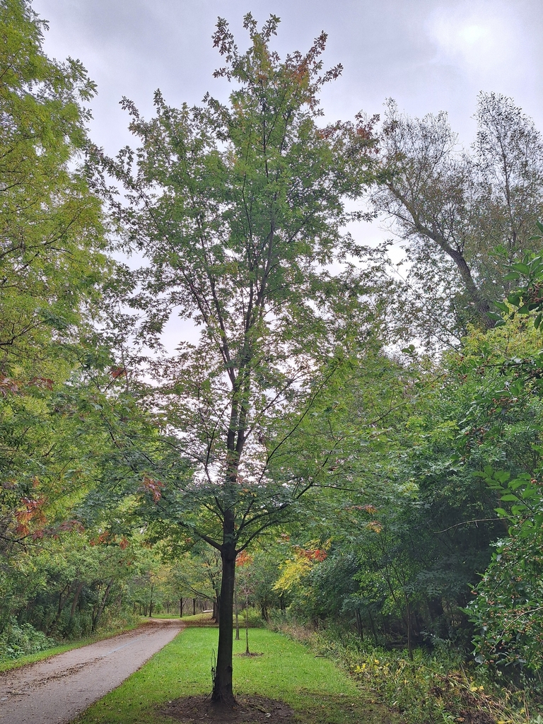 A young maple beside a paved path, still green with a few red tips, among trees just starting to colour.