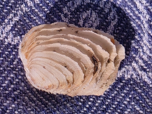 Irus Venus