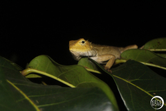 Calotes versicolor