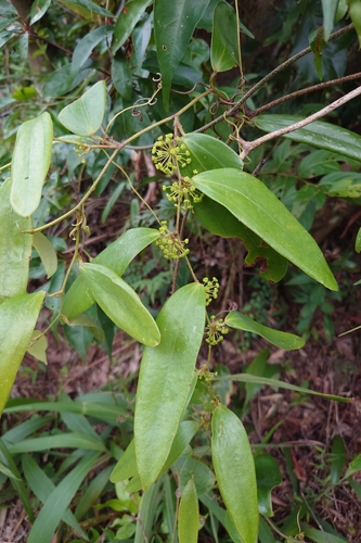Smilax glabra observed 2026-09-09