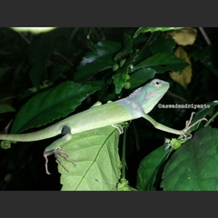 Bronchocela jubata