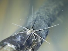 Hygropoda