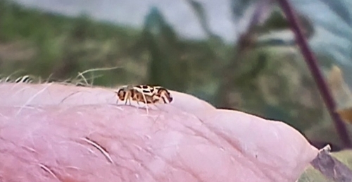 F-winged Barklouse