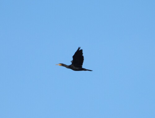 Great Cormorant