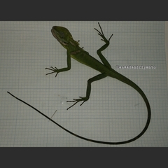 Bronchocela jubata
