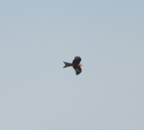 Red Kite