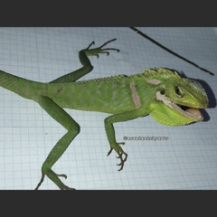 Bronchocela jubata