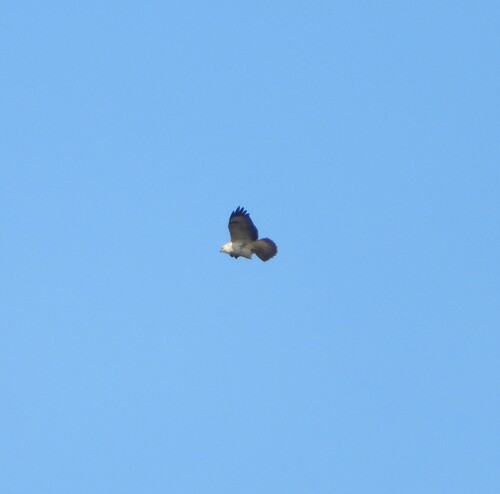Common Buzzard