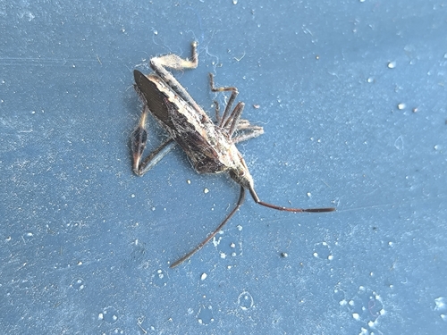 Western Conifer Seed Bug
