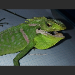 Bronchocela jubata