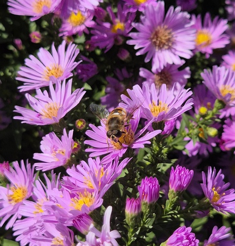 Common Drone Fly