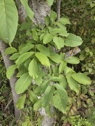 Persian walnut
