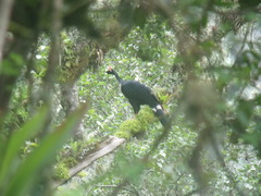 Oreophasis derbianus