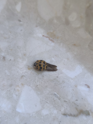 Asian Lady Beetle