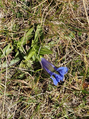 trumpet gentian