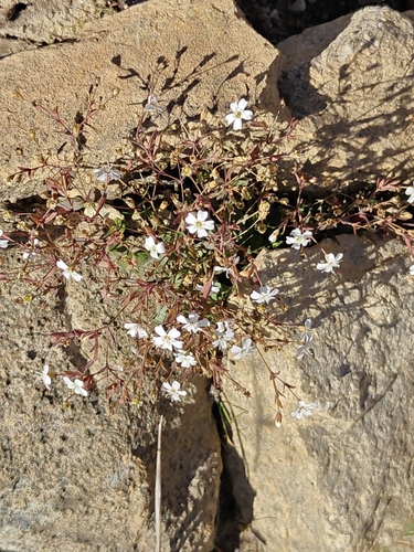 Rock Campion