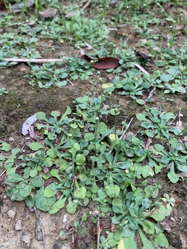Erigeron bellioides observed 2026-10-03