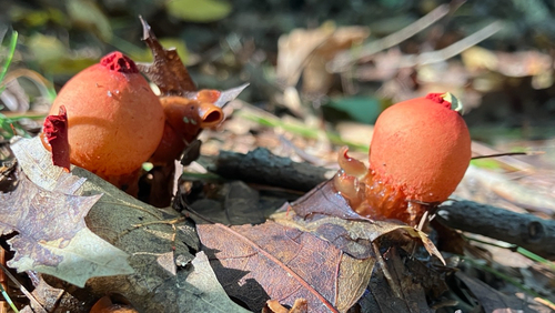 stalked puffball-in-aspic