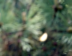 Papilio multicaudata