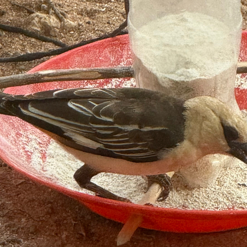 iNaturalist image