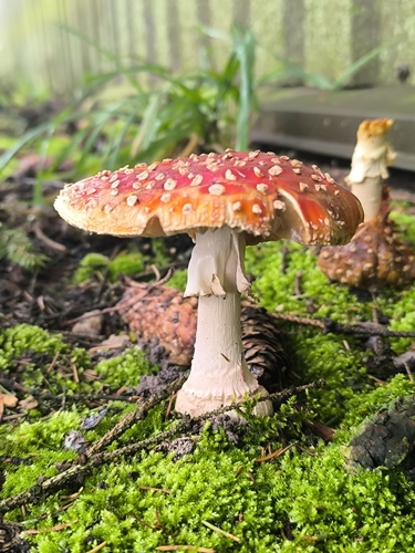 Fly Agaric