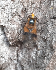 Volucella inflata