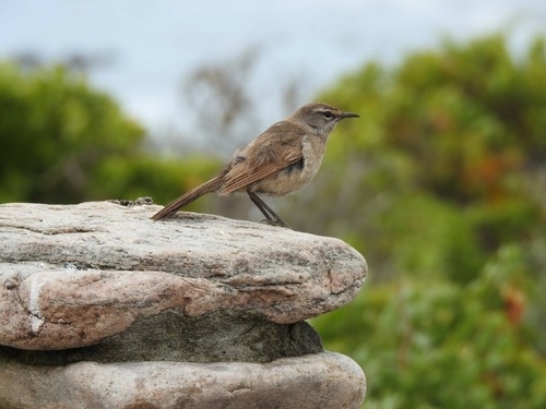 iNaturalist image