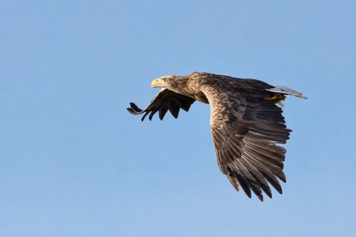 White-tailed Eagle