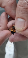 Volucella inflata
