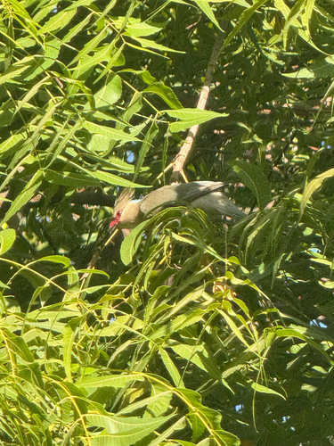 iNaturalist image