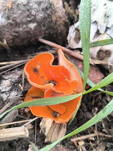 orange peel fungus
