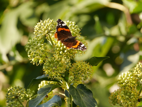 Red Admiral