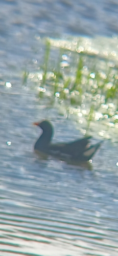 Eurasian Moorhen