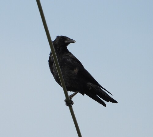 Carrion Crow