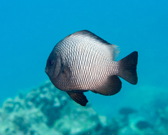 Hawaiian Dascyllus photo 4