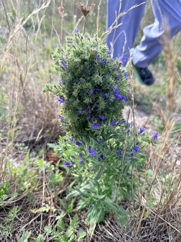 blueweed gall mite