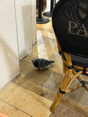 Rock Pigeon