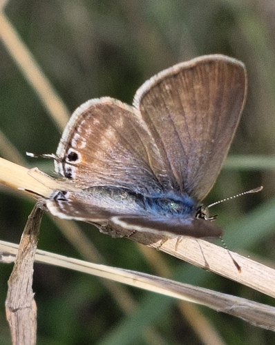 Pea Blue