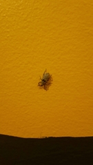 Mitrastethus baridioides