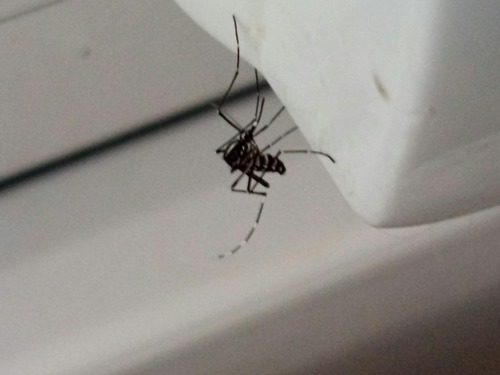 Asian Tiger Mosquito