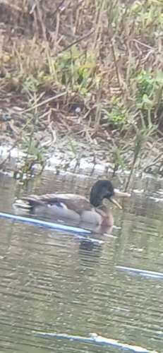 Mallard
